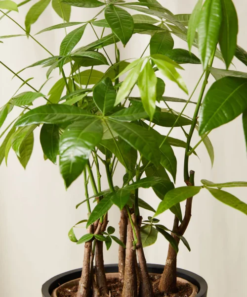 Money Tree Forest